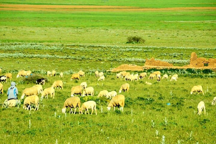 11-Day Algeria Family Tour: Roman Ruins, Sahara Dunes & Coastal Oran photo 2