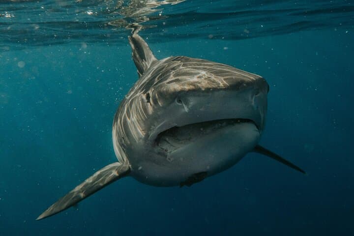 Gansbaai Shark Cage Diving from Cape Town — Private Luxury Day Trip to See Great Whites photo 2
