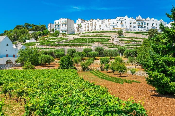 Vespa Through the Itria Valley: Polignano, Alberobello & Locorotondo photo 5