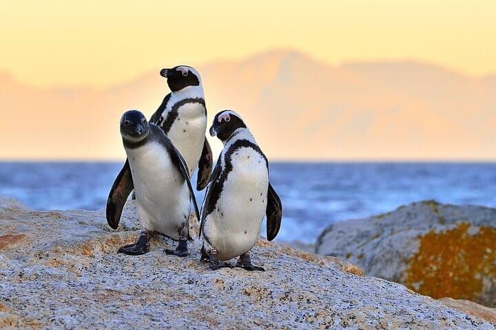 Half-Day Cape Town Tour — Table Mountain, Chapman's Peak & Boulders Beach Penguins photo 5