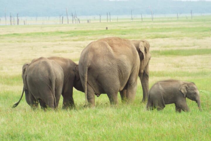 10-Day Sakaram Chronicles: A Custom Sri Lanka Road Trip from Colombo to Jaffna photo 6
