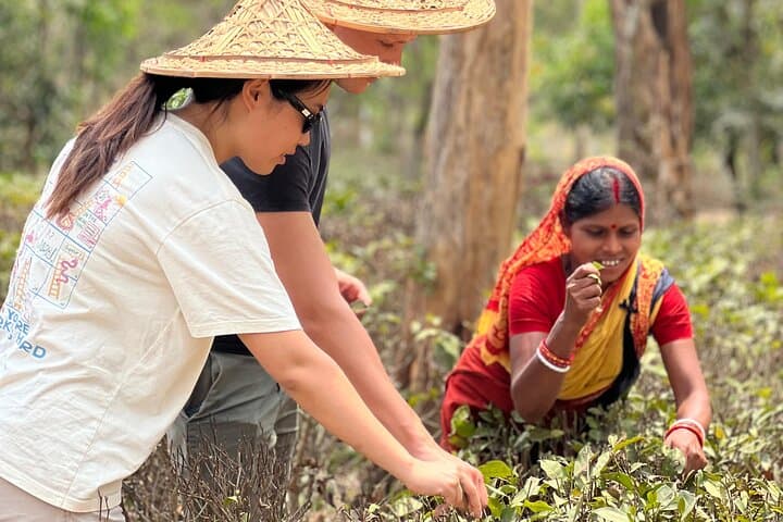 Sreemangal Tea Plantation and Rainforest Tour: Tribal Life & Madhabpur Lake