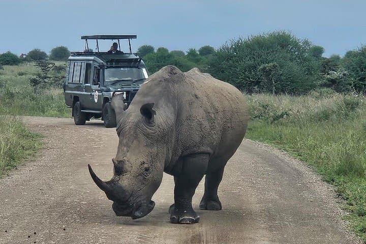 Nairobi National Park Safari: City-Edge Wildlife, Elephant Orphanage & Karen Blixen Day Tour