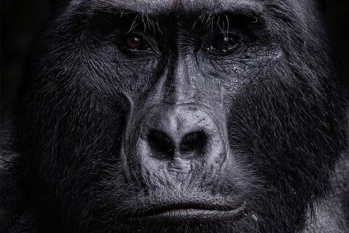 2-Day Bwindi Gorilla Trekking from Kigali — Permits, Batwa Visit & Practical Guide