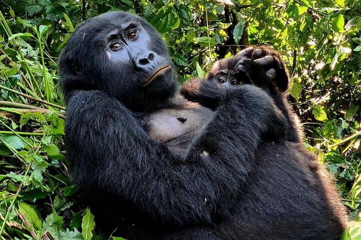 2-Day Bwindi Gorilla Trekking from Kigali — Permits, Batwa Visit & Practical Guide photo 2