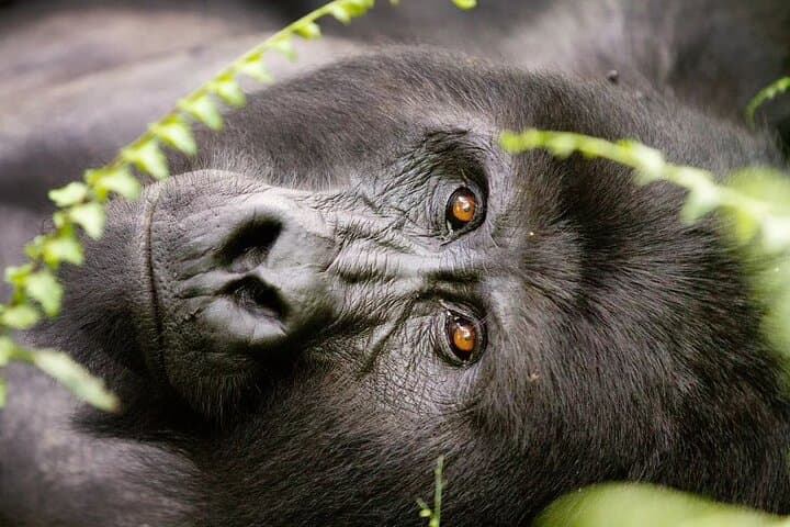2-Day Bwindi Gorilla Trekking from Kigali — Permits, Batwa Visit & Practical Guide photo 3