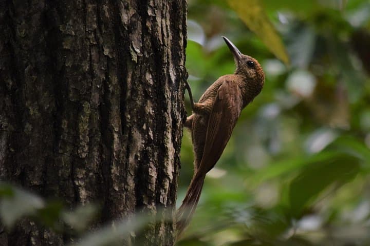 Dawn Birding at TOH Nature Reserve — Riviera Maya Morning with 170+ Species photo 1