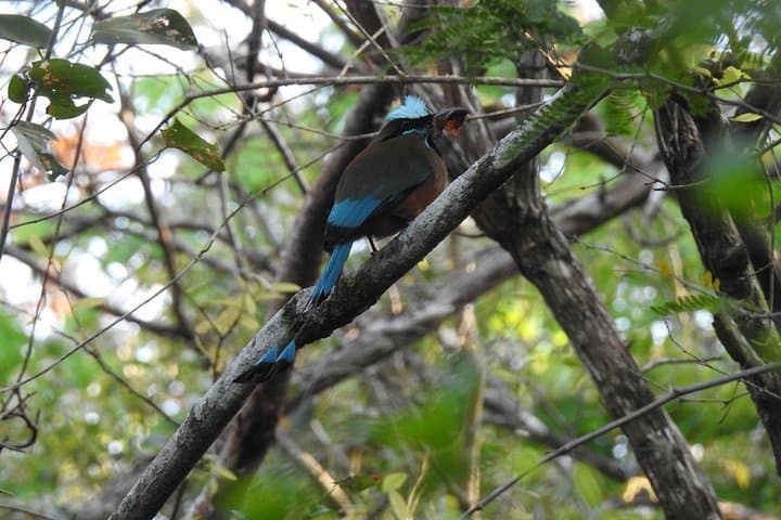 Dawn Birding at TOH Nature Reserve — Riviera Maya Morning with 170+ Species photo 4