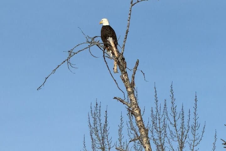 West Glacier Driving Tour: Lake McDonald, Apgar Village & Belton Bridge photo 6