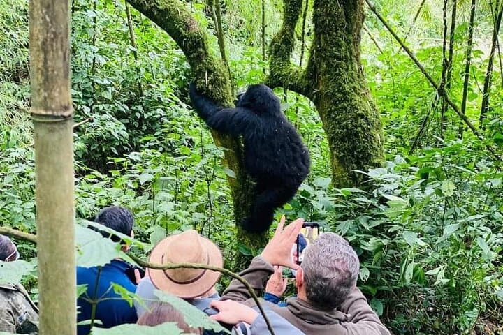 7-Day Uganda Chimps & Gorilla Trekking Safari — Murchison to Bwindi photo 3