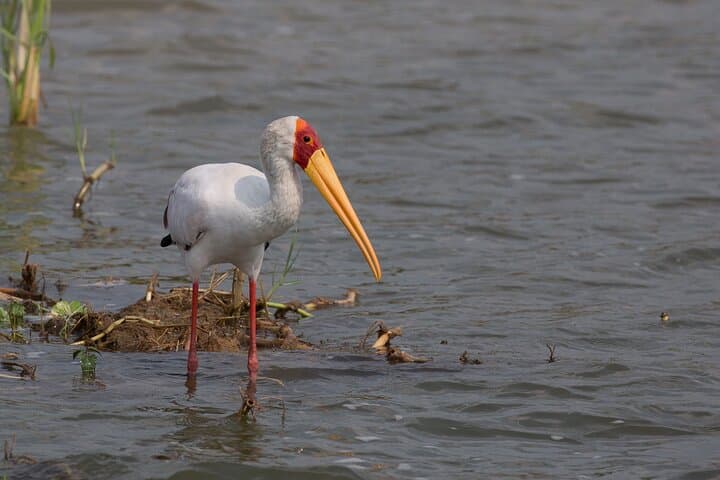 Mabamba Wetland Shoebill Safari: 1-Day Birding Trip from Kampala photo 3