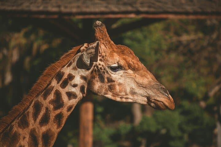 Aquila Private Game Reserve Safari from Cape Town — Big Five Day Trip photo 2