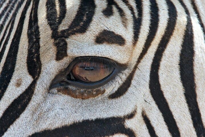 Aquila Private Game Reserve Safari from Cape Town — Big Five Day Trip photo 3