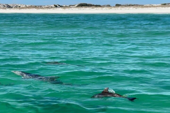 Shell Island Dolphin Sightseeing Boat Tour - 1.5-Hour Pontoon Cruise from Panama City Beach photo 5