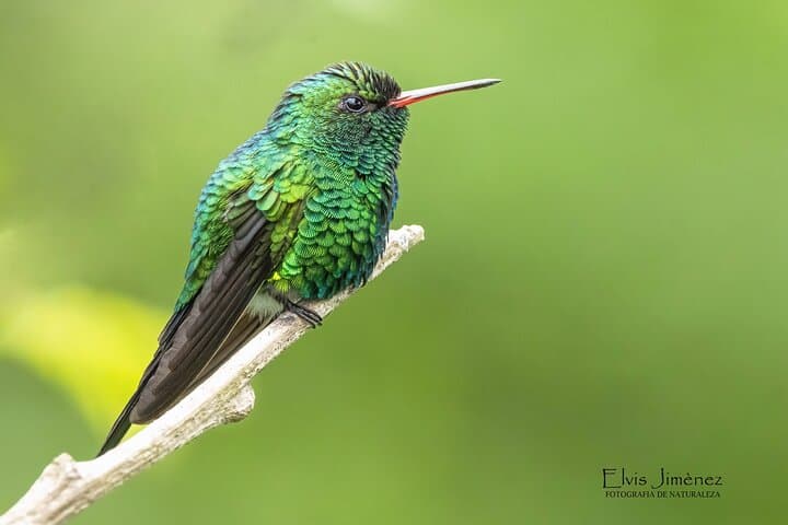 Private Guided Birdwatching Tour in Cozumel: El Cedral & San Gervasio Highlights