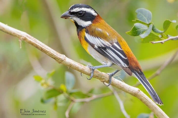Private Guided Birdwatching Tour in Cozumel: El Cedral & San Gervasio Highlights photo 3