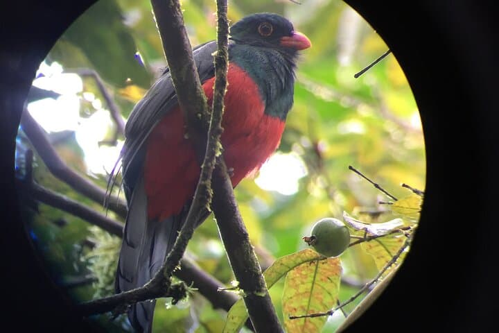 Morning Bird Watching in Arenal: Guided Early-Riser Birding at El Castillo