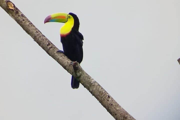 Morning Bird Watching in Arenal: Guided Early-Riser Birding at El Castillo photo 2