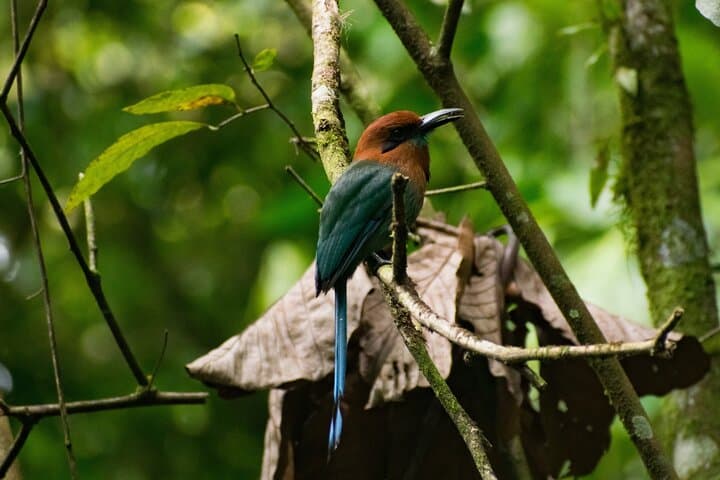 Morning Bird Watching in Arenal: Guided Early-Riser Birding at El Castillo photo 3