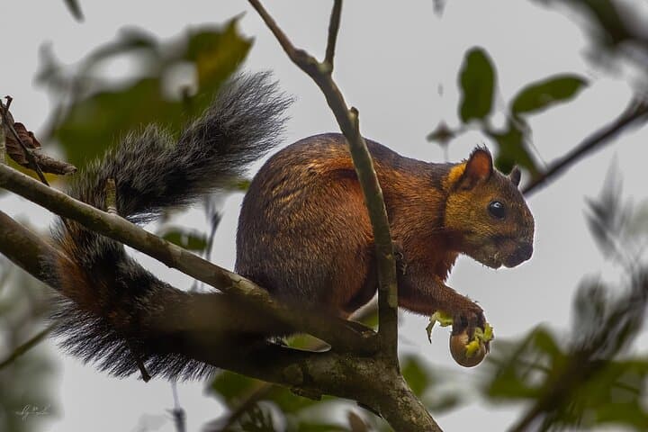 Morning Bird Watching in Arenal: Guided Early-Riser Birding at El Castillo photo 5
