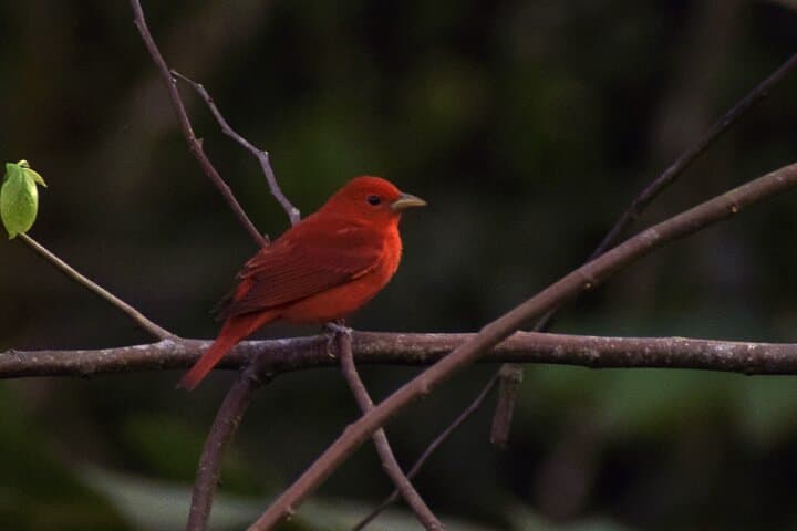 Morning Bird Watching in Arenal: Guided Early-Riser Birding at El Castillo photo 6