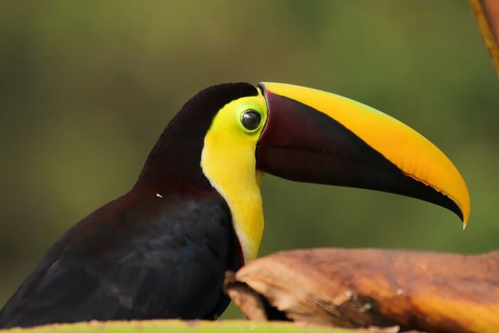 Rio Celeste Full-Day Tour: Waterfall Hike, Hot Springs & Coffee-and-Chocolate Experience photo 4