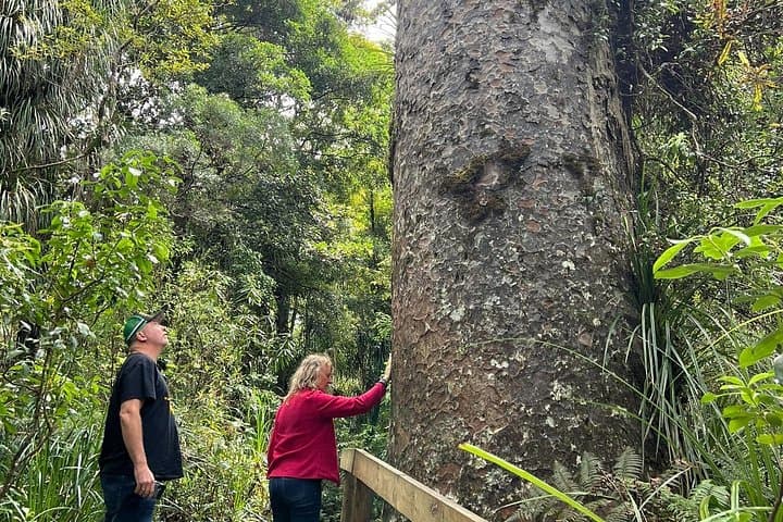 Waipoua Forest Day Tour: Visit Tāne Mahuta & The Kauri Museum from Auckland