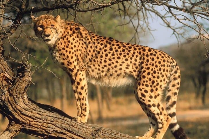Stellenbosch Wine & Wildlife: Full-Day Cheetah Outreach, Lions and Bubbles photo 3