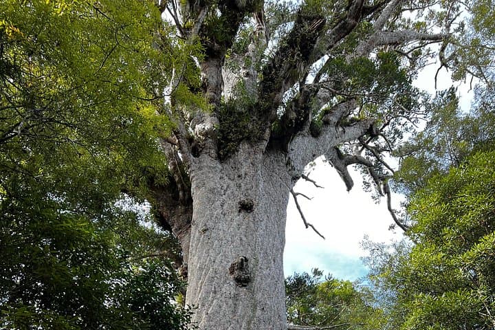 Waipoua Forest Day Tour: Visit Tāne Mahuta & The Kauri Museum from Auckland photo 2