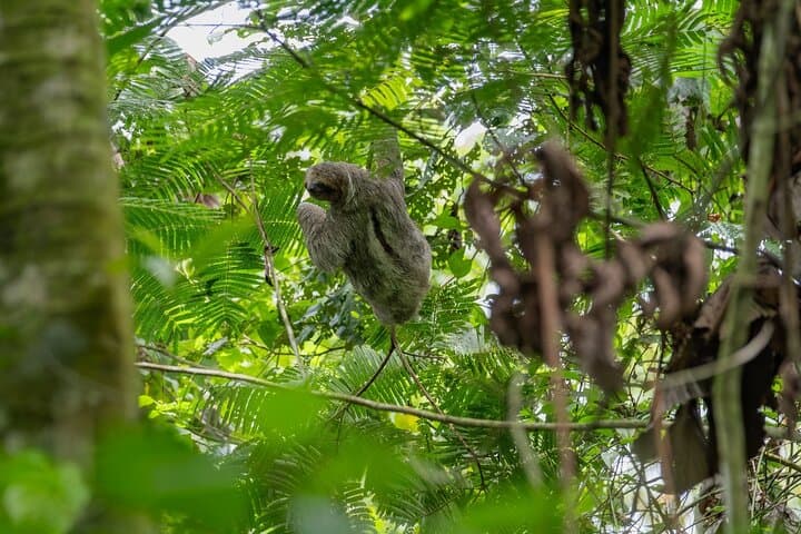 Sloth Watching Experience Arenal: Guided Sloth Tours Near La Fortuna photo 4
