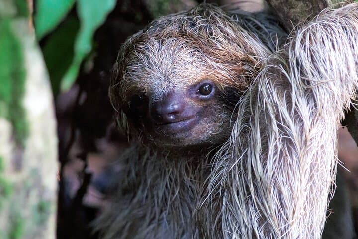 Sloth Watching Experience Arenal: Guided Sloth Tours Near La Fortuna photo 5