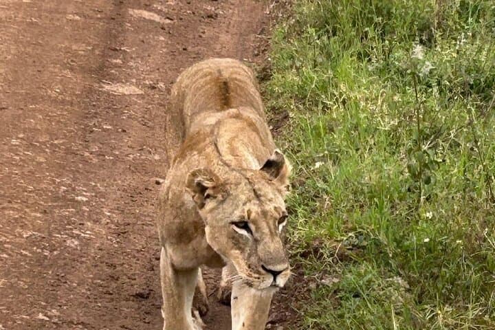 Urban Safari at Nairobi National Park and Giraffe Centre: Wildlife Minutes from the City photo 5