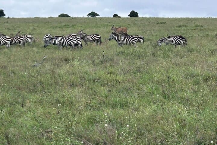 Urban Safari at Nairobi National Park and Giraffe Centre: Wildlife Minutes from the City photo 6