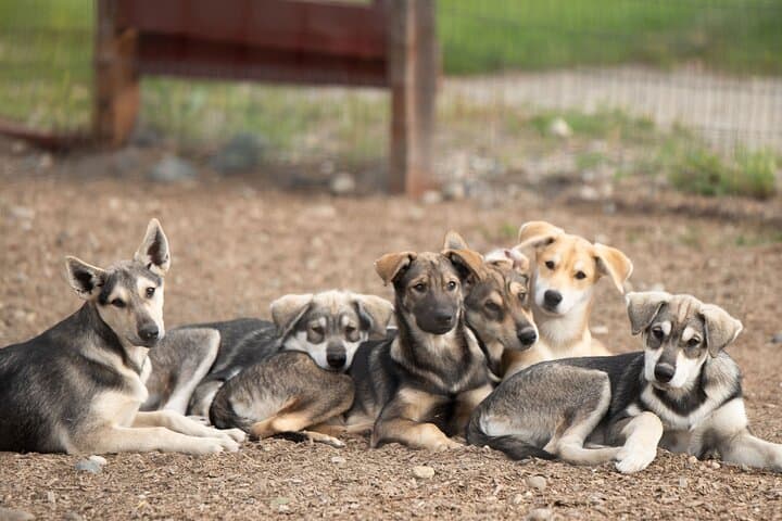 Fairbanks Beer and Puppies: 90-Minute Mushing Kennel Visit with Local Brews photo 4