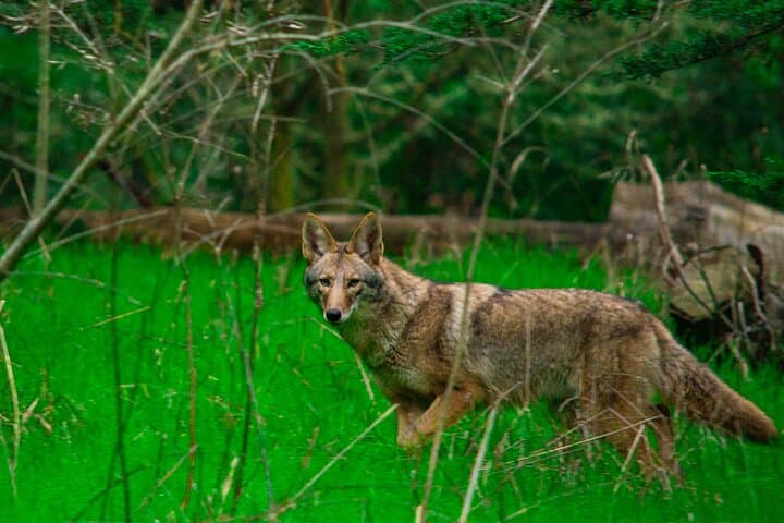 Twilight Wildlife Walk in Golden Gate Park — San Francisco Evening Nature Tour photo 2
