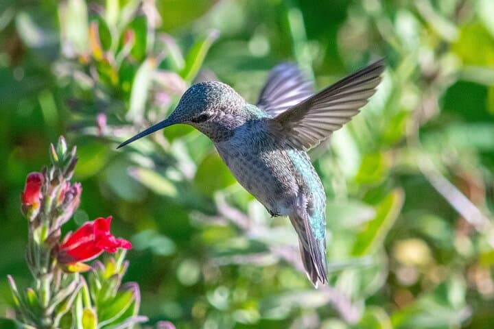 Hawks, Herons & Hummingbirds: Golden Gate Park Wildlife Walking Tour photo 2