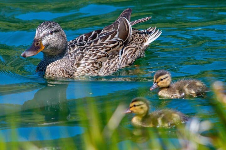 Hawks, Herons & Hummingbirds: Golden Gate Park Wildlife Walking Tour photo 3
