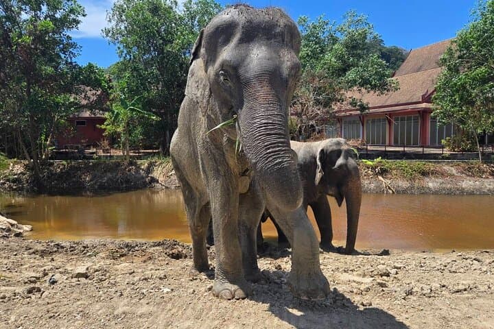 Phuket Elephant Nature Walk: Ethical Guided Experience at Freedom Elephant Reserve photo 3