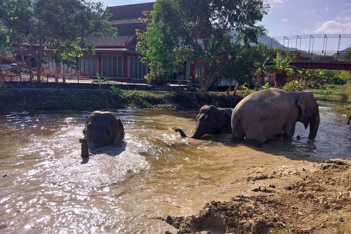 Phuket Elephant Nature Walk: Ethical Guided Experience at Freedom Elephant Reserve photo 5