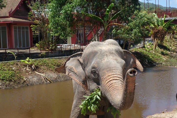 Phuket Elephant Nature Walk: Ethical Guided Experience at Freedom Elephant Reserve photo 4