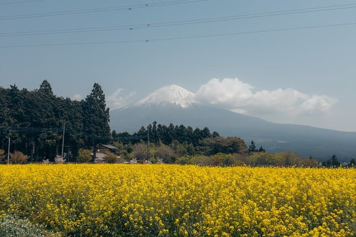 Inaka Excursions: A Quiet Day Around Mt. Fuji — Tea Fields, Shiraito Falls & Asagiri Plateau photo 4