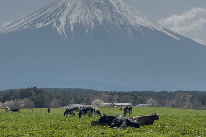 Inaka Excursions: A Quiet Day Around Mt. Fuji — Tea Fields, Shiraito Falls & Asagiri Plateau photo 5