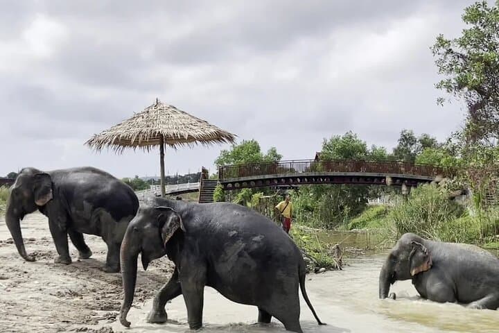 Phuket Elephant Nature Walk: Ethical Guided Experience at Freedom Elephant Reserve photo 6