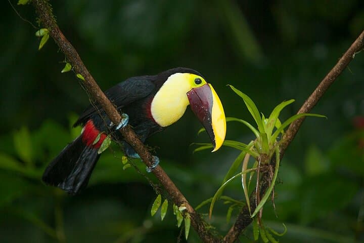 Punta Uva Kayak Wildlife Tour — Paddle with Sloths, Turtles & Fresh Tropical Fruit
