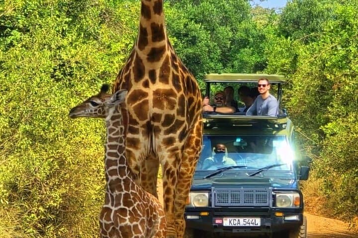 Nairobi National Park Half-Day Safari: Wild Game Drive on the City’s Edge photo 3