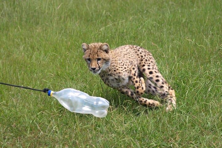 Stellenbosch Wine & Wildlife: Full-Day Cheetah Outreach, Lions and Bubbles photo 5