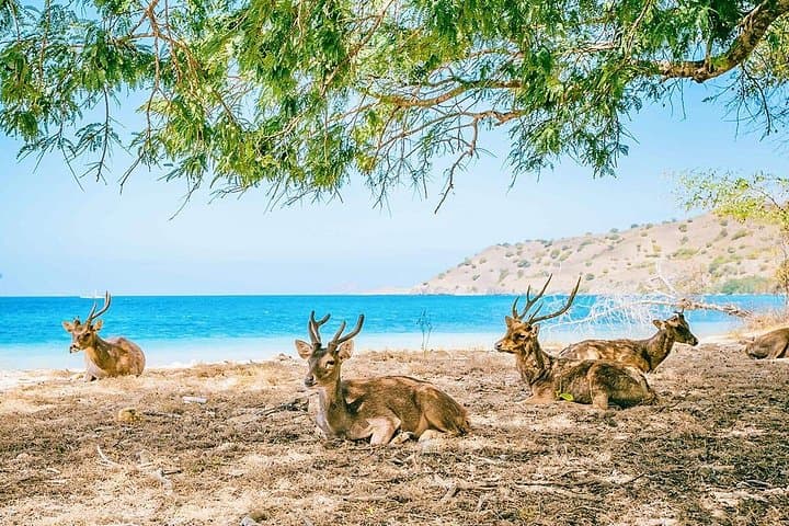 12-Day Customized Indonesia Family Tour — Borobudur, Ubud, Komodo & Snorkeling photo 4