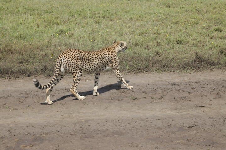 3-Day Serengeti Fly-In Safari: Private Game Drives from Zanzibar photo 2