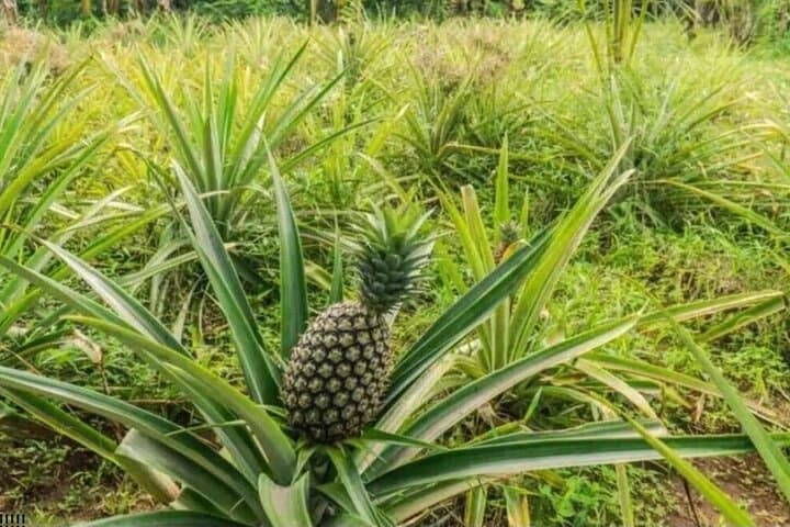 Zanzibar Spice Farm Walk & Hands-On Swahili Cooking Class photo 2