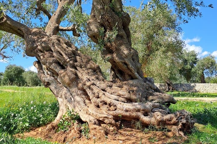 Monopoli Olive Oil Tour: Millennial Trees, Hypogeum Mills & Tasting photo 2